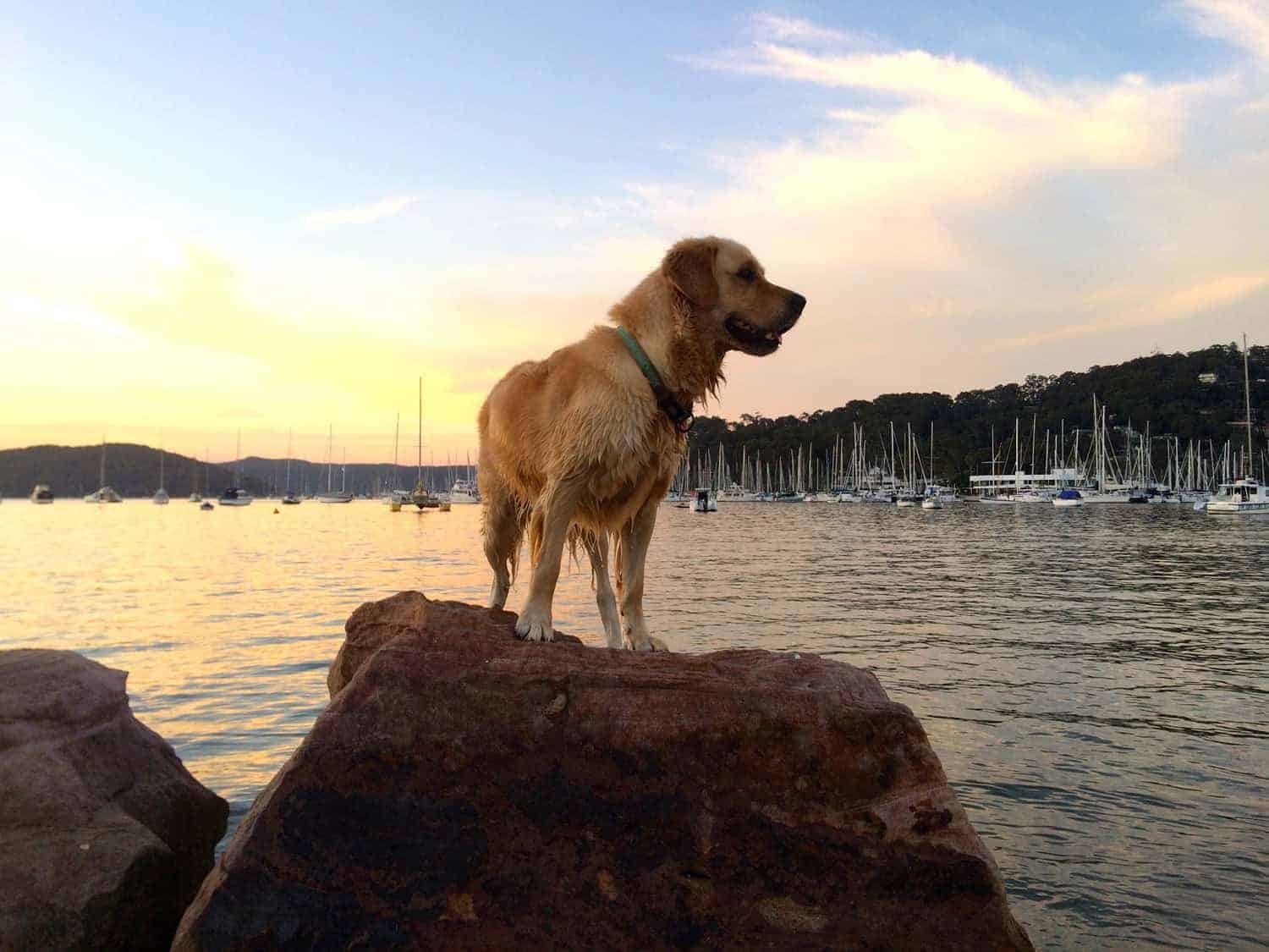 Dozer-Bayview