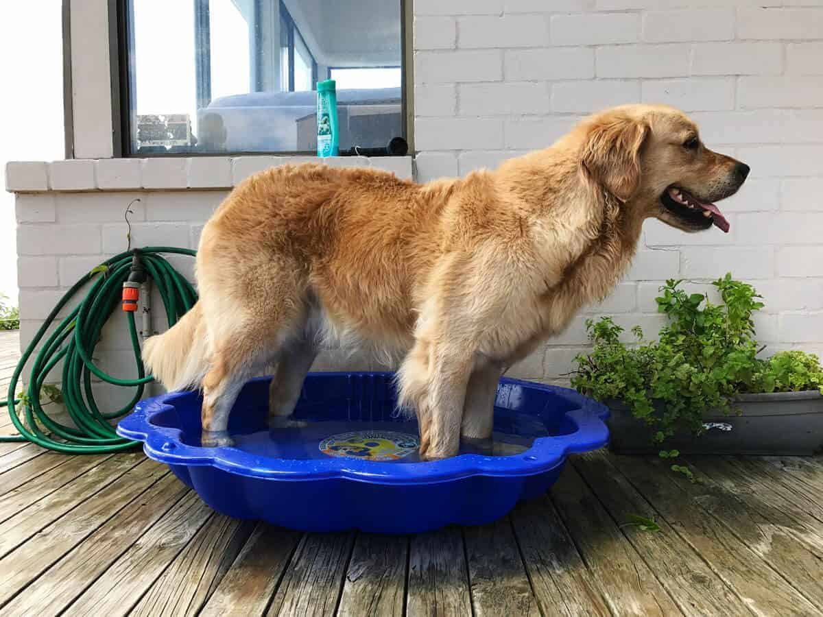 dozer-baby-pool2