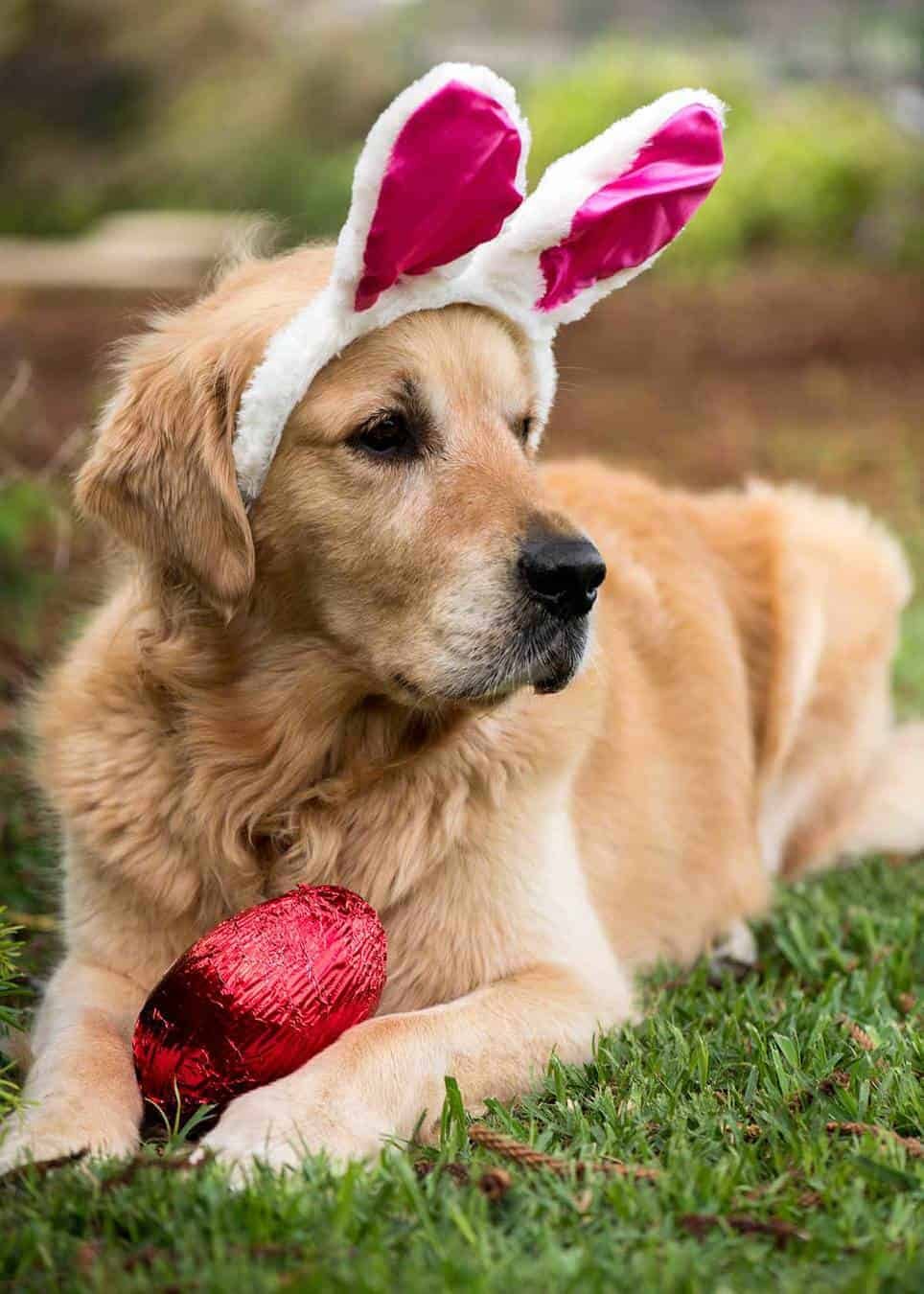 Dozer Easter 2018