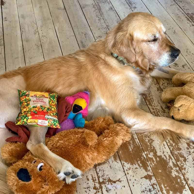 Dozer the golden retriever having his leg iced - and hating it.